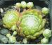 Sempervivum DANIELA