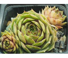 Sempervivum DISCO