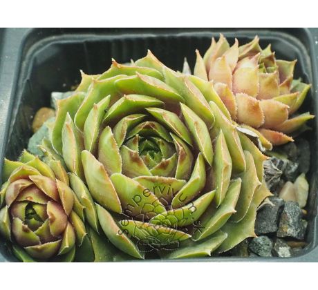 Sempervivum DISCO