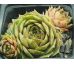 Sempervivum DISCO