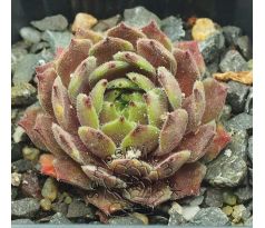 Sempervivum EXORNA
