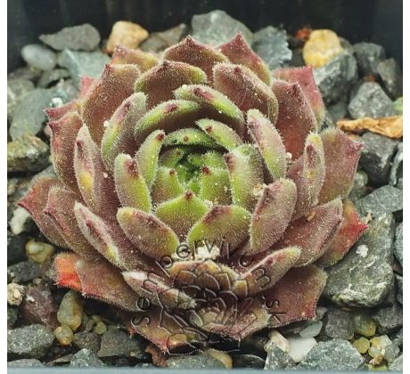 Sempervivum EXORNA