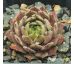 Sempervivum EXORNA