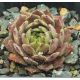 Sempervivum EXORNA