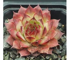Sempervivum CRESTA