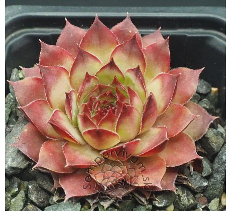 Sempervivum CRESTA