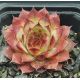 Sempervivum CRESTA