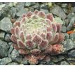 Sempervivum WENDY