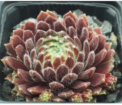 Sempervivum CRIMSON VELVET