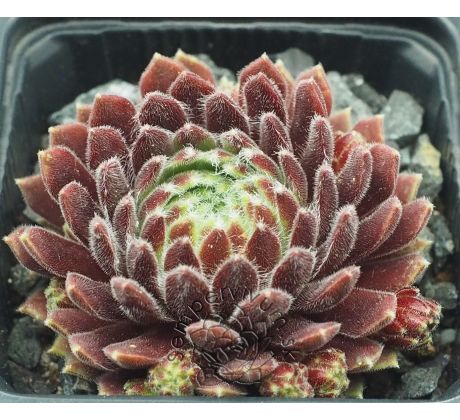 Sempervivum CRIMSON VELVET