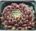 Sempervivum CRIMSON VELVET