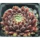Sempervivum CRIMSON VELVET