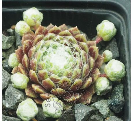 Sempervivum ELIANE