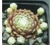 Sempervivum ELIANE