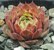 Sempervivum PALLIDA