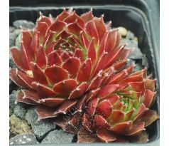 Sempervivum COSTA