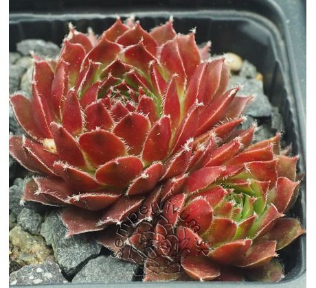 Sempervivum COSTA