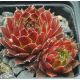 Sempervivum COSTA