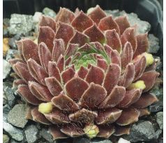 Sempervivum COTOPAXI