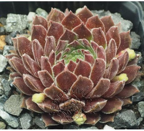 Sempervivum COTOPAXI