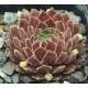 Sempervivum COTOPAXI