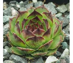 Sempervivum CRUCIFY
