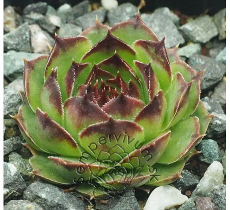 Sempervivum CRUCIFY
