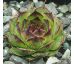 Sempervivum CRUCIFY