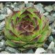 Sempervivum CRUCIFY