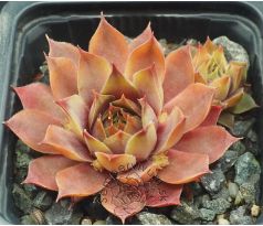 Sempervivum ROSE QUEEN