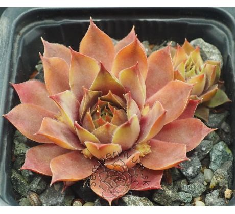 Sempervivum ROSE QUEEN