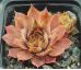 Sempervivum ROSE QUEEN