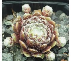 Sempervivum ROTKUGEL