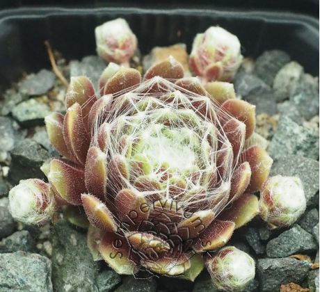 Sempervivum ROTKUGEL