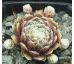 Sempervivum ROTKUGEL