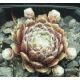 Sempervivum ROTKUGEL