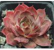 Sempervivum ROTSTRAHL