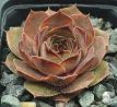Sempervivum RITA
