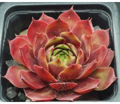 Sempervivum RIHAMA