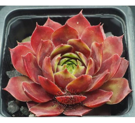 Sempervivum RIHAMA