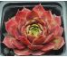 Sempervivum RIHAMA