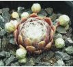 Sempervivum ROTEIRO