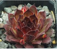 Sempervivum SAITAMA