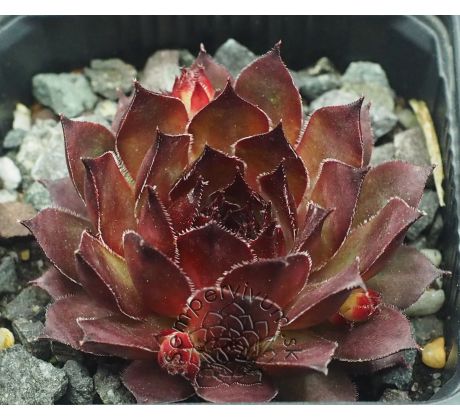 Sempervivum SAITAMA