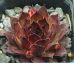 Sempervivum SAITAMA