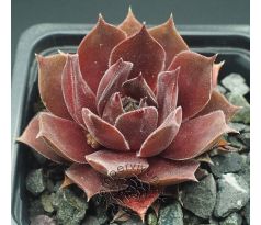 Sempervivum ROTKUPE
