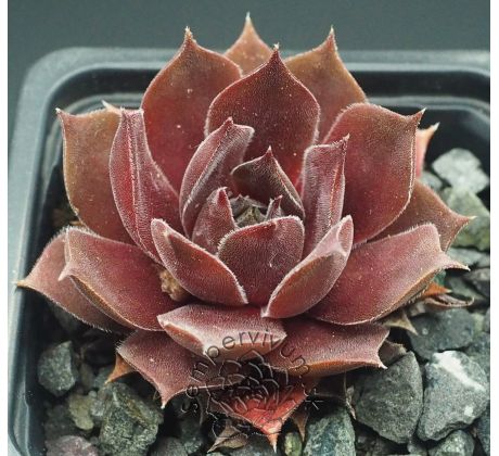 Sempervivum ROTKUPE