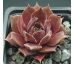 Sempervivum ROTKUPE