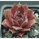 Sempervivum ROTKUPE
