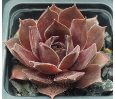Sempervivum ROYAL OPERA